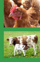 bergbauernhof schwarzwald